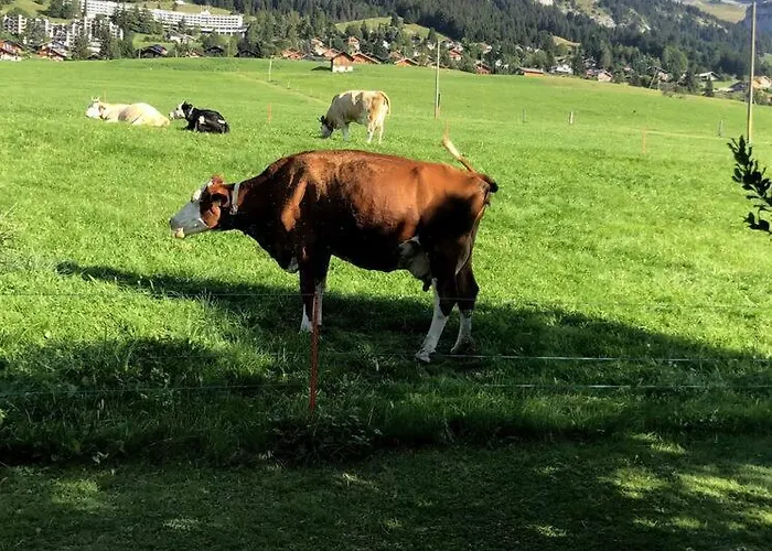 Apartament Dans Un Avec Jardin Privatif Leysin